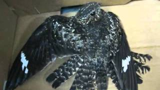 Nighthawk found injured in rainy parking lot