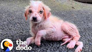 Puppy Found Shaking In The Road Is Unrecognizable 9 Months Later | The Dodo