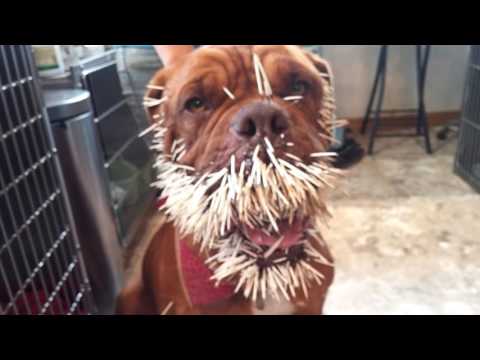 Dogs and Porcupines