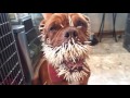 Dogs and Porcupines