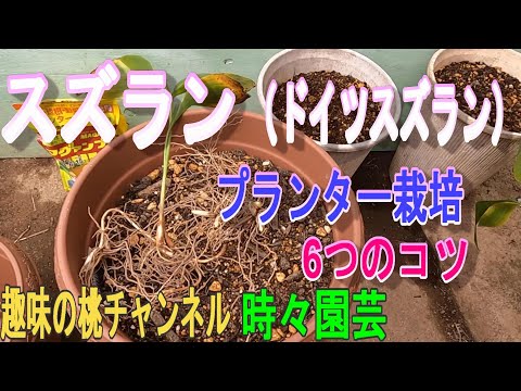 スズラン 植物