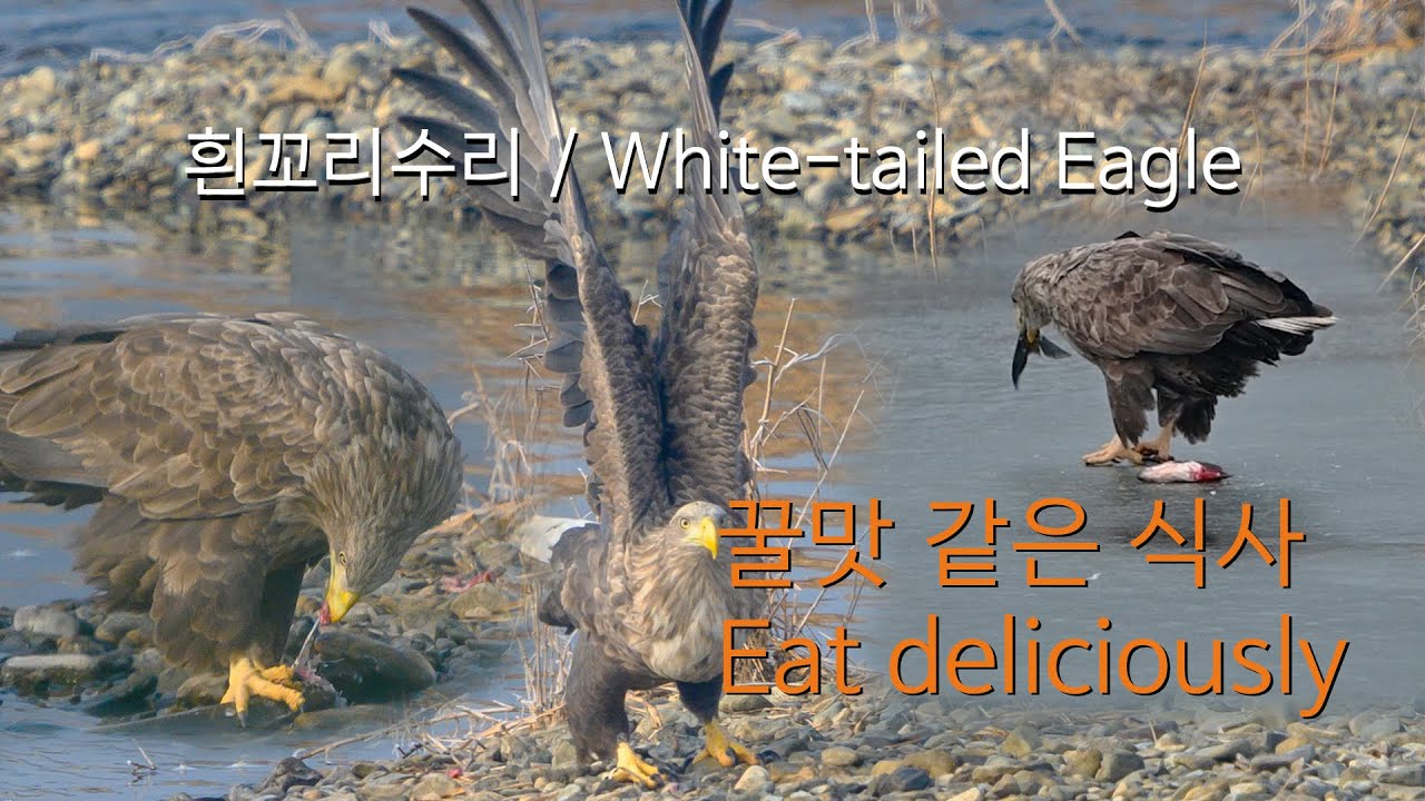 2021-22시즌 흰꼬리수리(4)-꿀맛 같은 식사 유튜브 썸네일