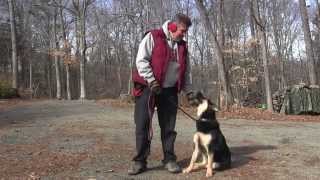 preview picture of video 'Dog Training Lexington NC | Lola'