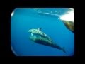 Underwater Bottlenose Dolphin And False Killer Whales Interspecies Encounter In Hawaii