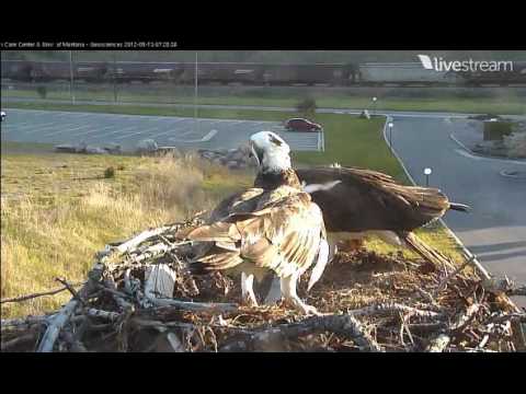 Hellgate Osprey cam May 13 fish for breakfast.wmv