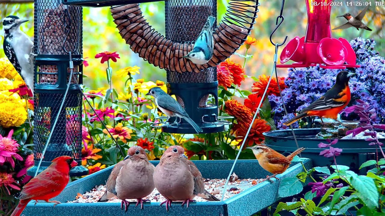 🔴LIVE 4K Spring Flower Garden Bird Feeder: Cardinals, Woodpeckers, Songbirds, Warblers, Birds