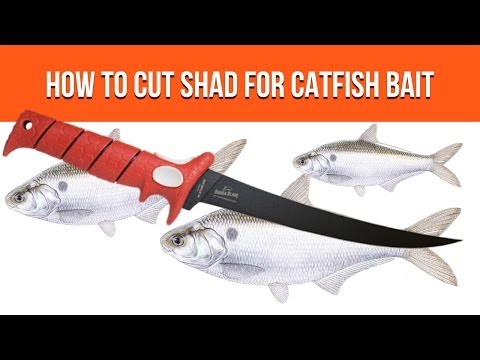 How to Cut Shad for Catfish Bait - Instructables