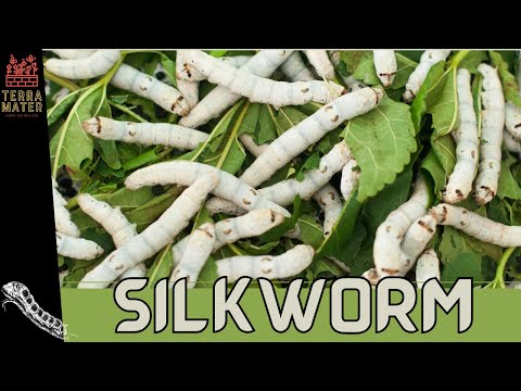 Introduction to SILKWORMS: Fascinating Life Cycle & Uses! (Bombyx mori)
