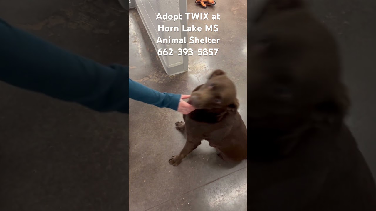 Enlarge Twix, a ADOPTABLE Chocolate Labrador Retriever in Horn Lake, MS video 4/4