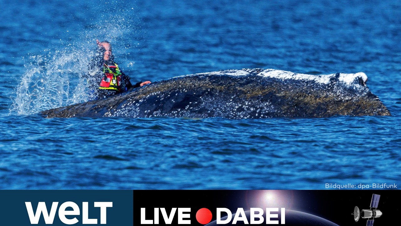 INSEL POEL 🐋 WAL-DRAMA 🔴 „Er war nicht so aktiv“ – Rettungsaktion im Livestream! | WELT LIVE