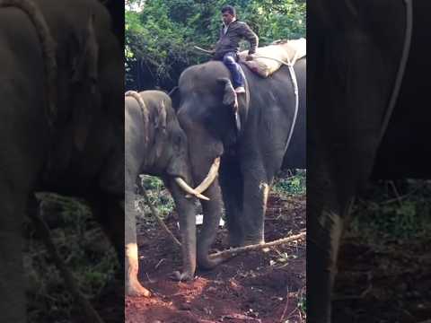 Abhimanyu wild elephant operation #shorts #viral #abhimanyu #arjuna  #kannadanews