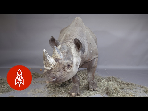 A Horn in Need of Protection: The Eastern Black Rhino Charges for Survival