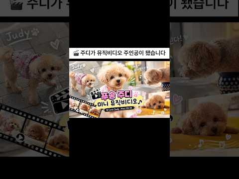 ???????? 푸숑 주디로 만든 짧은 뮤비 ????✨ 귀여움 가득한 주디의 미니 뮤직비디오???????? …