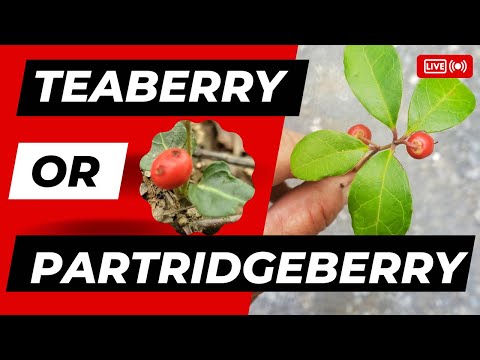 Teaberry or Partridgeberry?