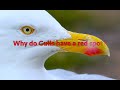 Mystery Of Seagull Red Spot Revealed