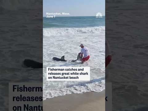 Fisherman catches and releases great white shark in Nantucket