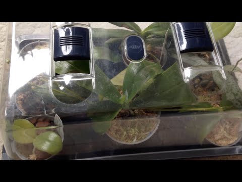 Steamed Orchids - Heat Damage in Indoor Greehouse