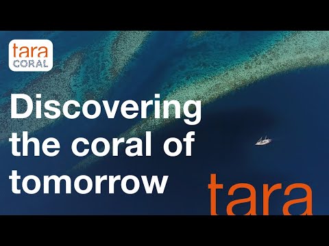 [Tara Coral 2026 - 2028] Scientific expedition to the heart of the Coral Triangle