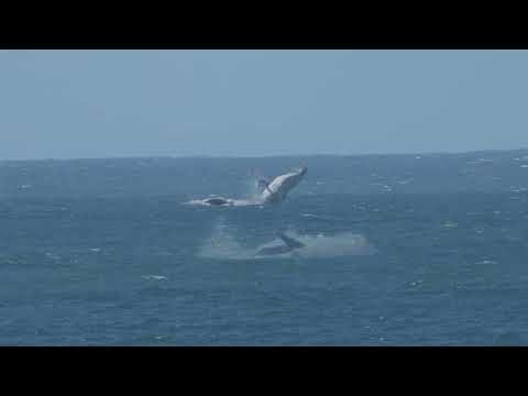Tropical Beach, Shelly Beach, Südafrika