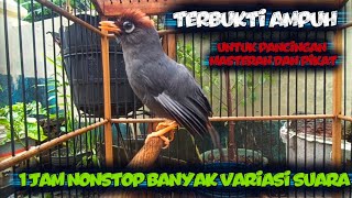 Download lagu  poksay mandarin gacor terbukti ampuh buat pancingan masteran dan pikat mp3