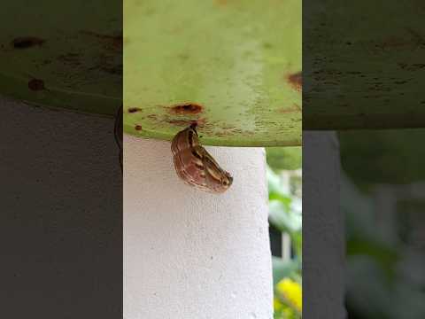 🐛🦋 #casulo #metamorfose #borboleta #janemaira #shorts
