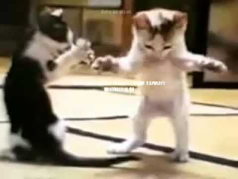 Gülme garantili gülme krizine sokan komik video eşek şakası videosu eğlenceli 2019 komik videolar