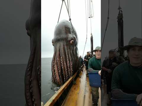 Giant Mariana Trench Octopus That Caused Shipwrecks