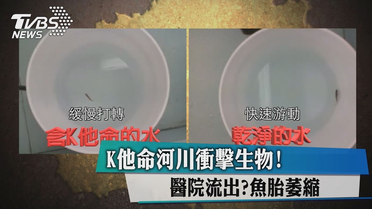 K他命河川衝擊生物！醫院流出？　魚胎萎縮