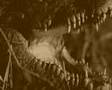 Jimmy Nail Crocodile Shoes 