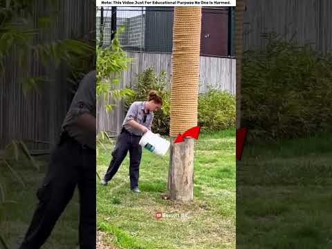 বাঘ কতটা দ্রুত উঠতে পারে — Animal Insight #shorts