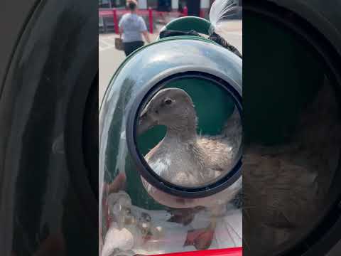 I took my duck to Costco 🦆 #costco #nashville #quackers