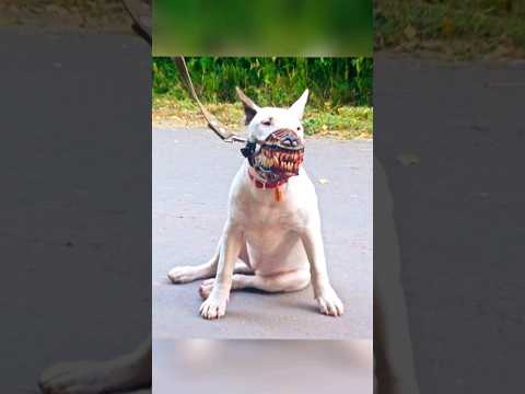 SkinWalker Disguised As Animals ☢️ PRT-27 #viral #ytshorts