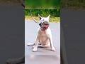 SkinWalker Disguised As Animals ️ PRT 27 Viral Ytshorts