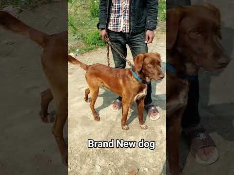 #pitbull  a brand bog #sakiri  dog #animals #bog #trending  dog