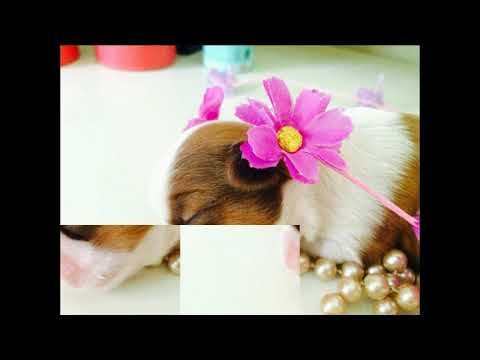 Tile Puzzles · Baby Animals Video