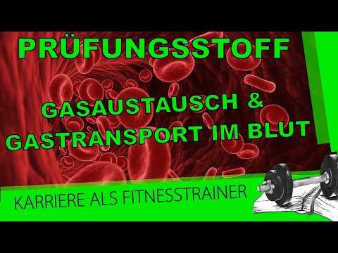 Prüfungsstoff B-Lizenz: Gasaustausch und Gastransport im Blut