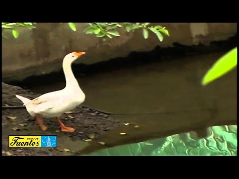 Los Gansos - Gustavo Quintero con Los Graduados (Video Oficial) | Discos Fuentes