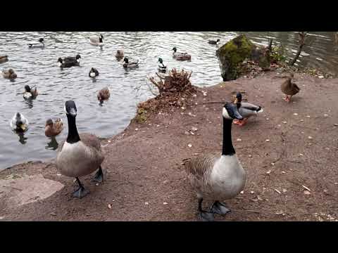 Wild Germany. Canada geese attack vs. ducks fight!
