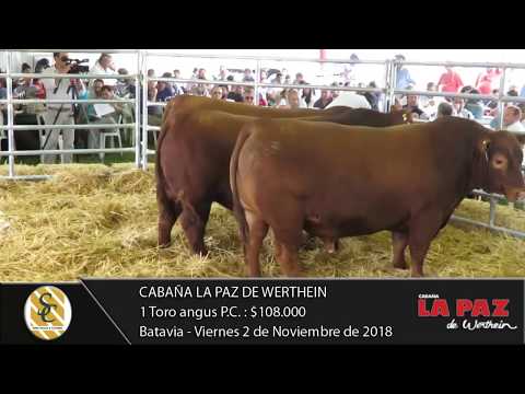 02-11-18 Venta de Toros Angus P.C. - Cabaña La Paz de Werthein - Batavia