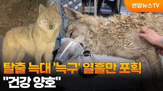 탈출 늑대 '늑구' 열흘만 포획…건강 양호 / 연합뉴스TV (YonhapnewsTV)