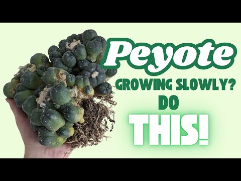Peyote Growing Slowly? Do This!