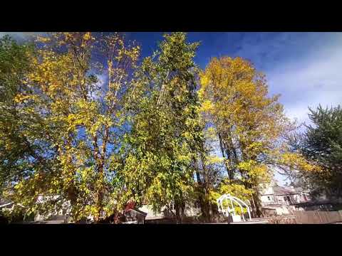 Fall day, blue skies, autumn leaves, a breeze in the trees