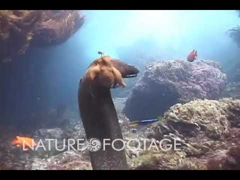 Octopus rides moray eel to avoid its jaws