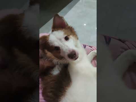 my dog is so naughty and s