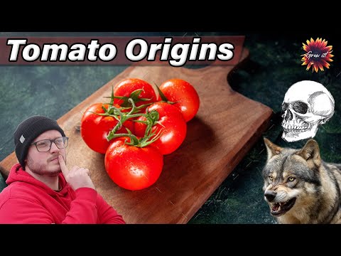 Tomato Origins - Poison, Witches and Space // Where Did Tomatoes Come From?