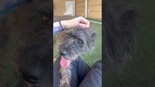 Video preview image #1 Mutt Puppy For Sale in Phoenix, AZ, USA