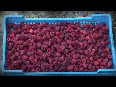 Agro Karavan - Krupanj ep.6 29.10.2017.