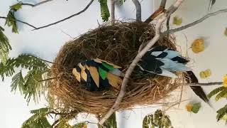 preview picture of video 'Stage decoration for Tamil birders meet 2018'