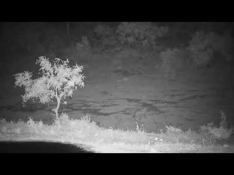 Djuma: Two Hyenas walking through - 12/28/19