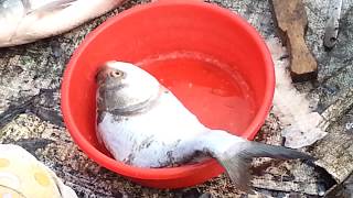 Amazing Miracle This Fish is Alive even after Cutting into Pieces, Live Fish Cutting Skills in India